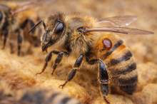 Varroa pod kontrolą? dsRNA w walce z warrozą