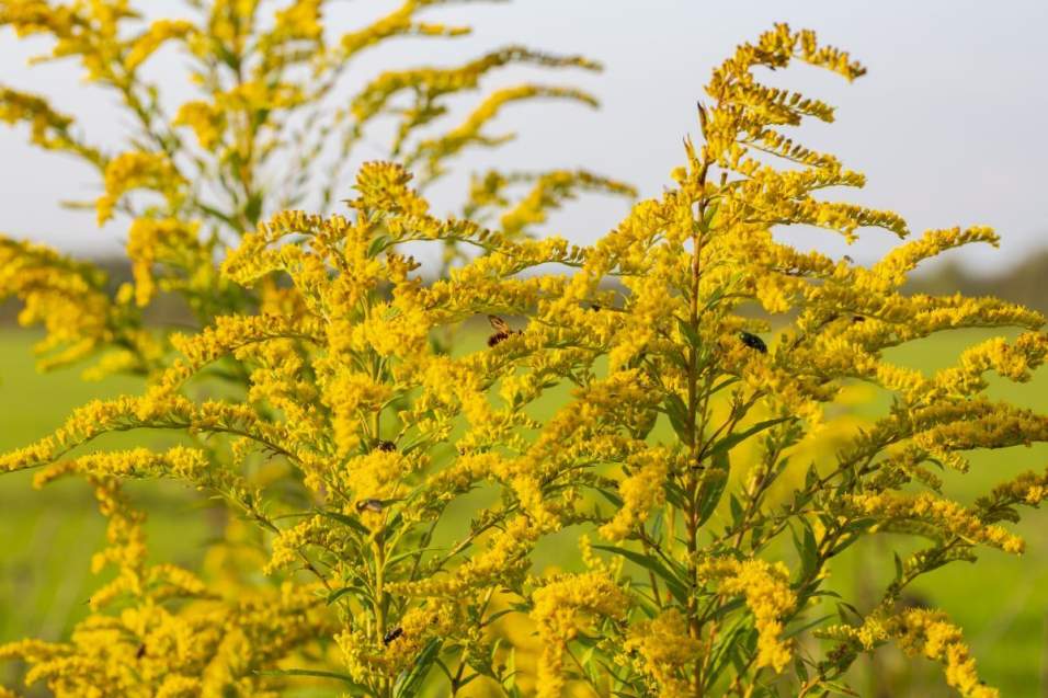 Czym zastąpić inwazyjne rośliny miododajne?